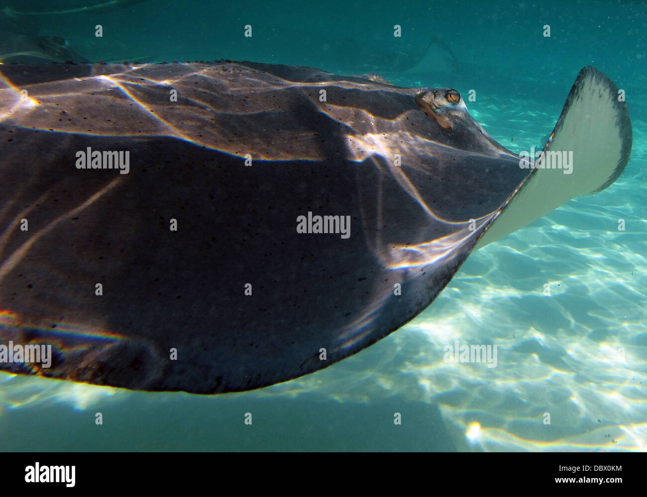Große Fische Stockfoto