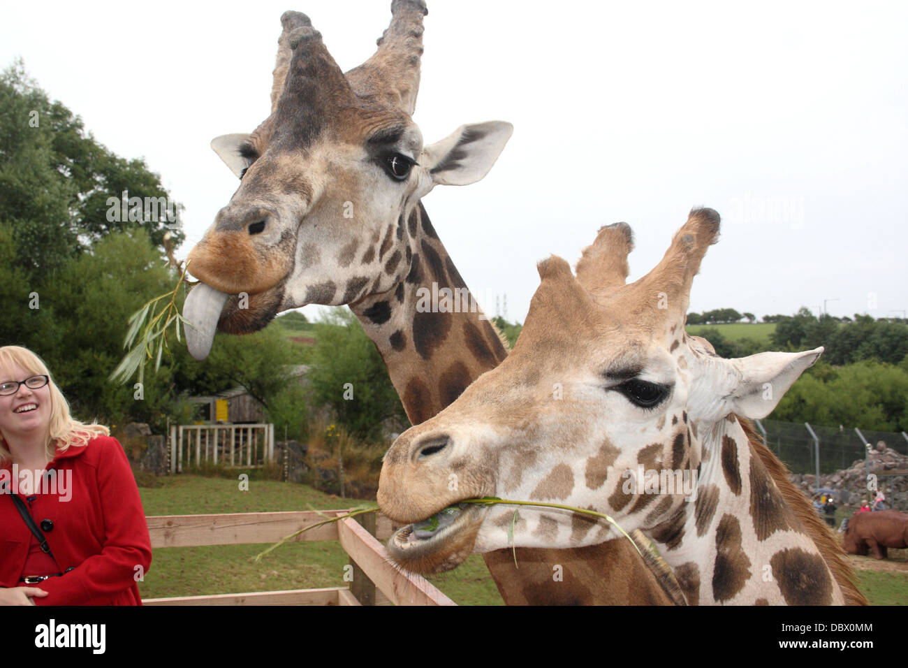 Zwei westafrikanischen Giraffen Essen nach nur von einer Frau in einem roten Mantel gefüttert Stockfoto