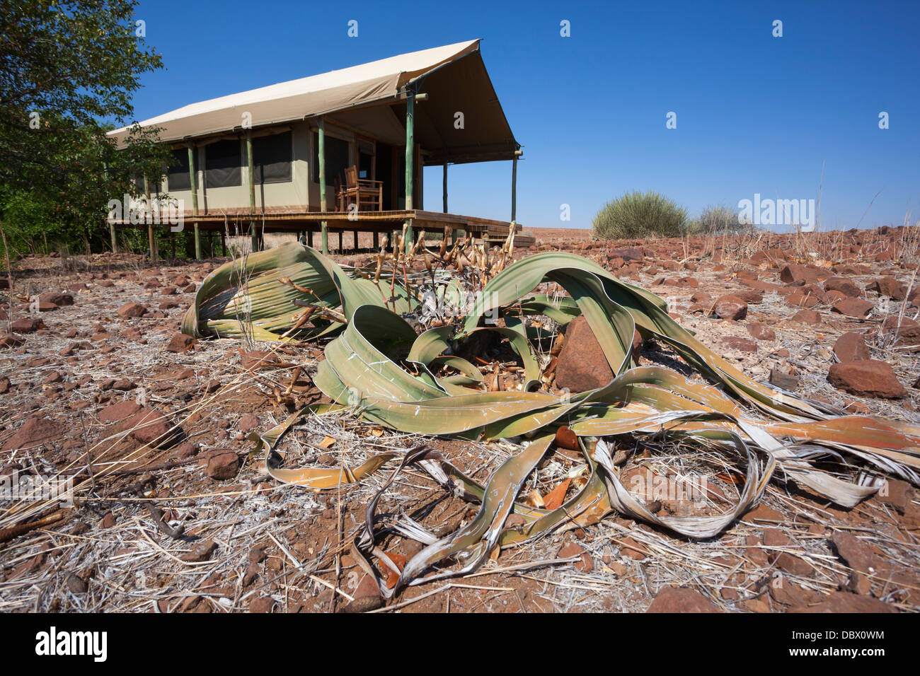 Wilderness Safaris Luxus tented Camp am Desert Rhino Camp mit Welwitschia, Palmwag, Kunene-Region, Namibia Stockfoto