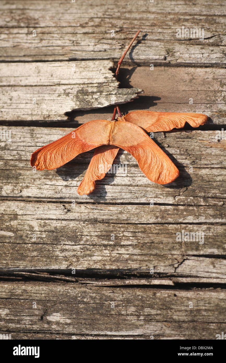 Bergahorn Maple Samen, ein Beispiel für Wind-Dispersal, allgemein bekannt als Hubschrauber Samen. Stockfoto
