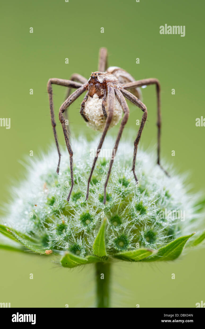 Weibliche Baumschule Web-Spider mit einem Ei sac Stockfoto