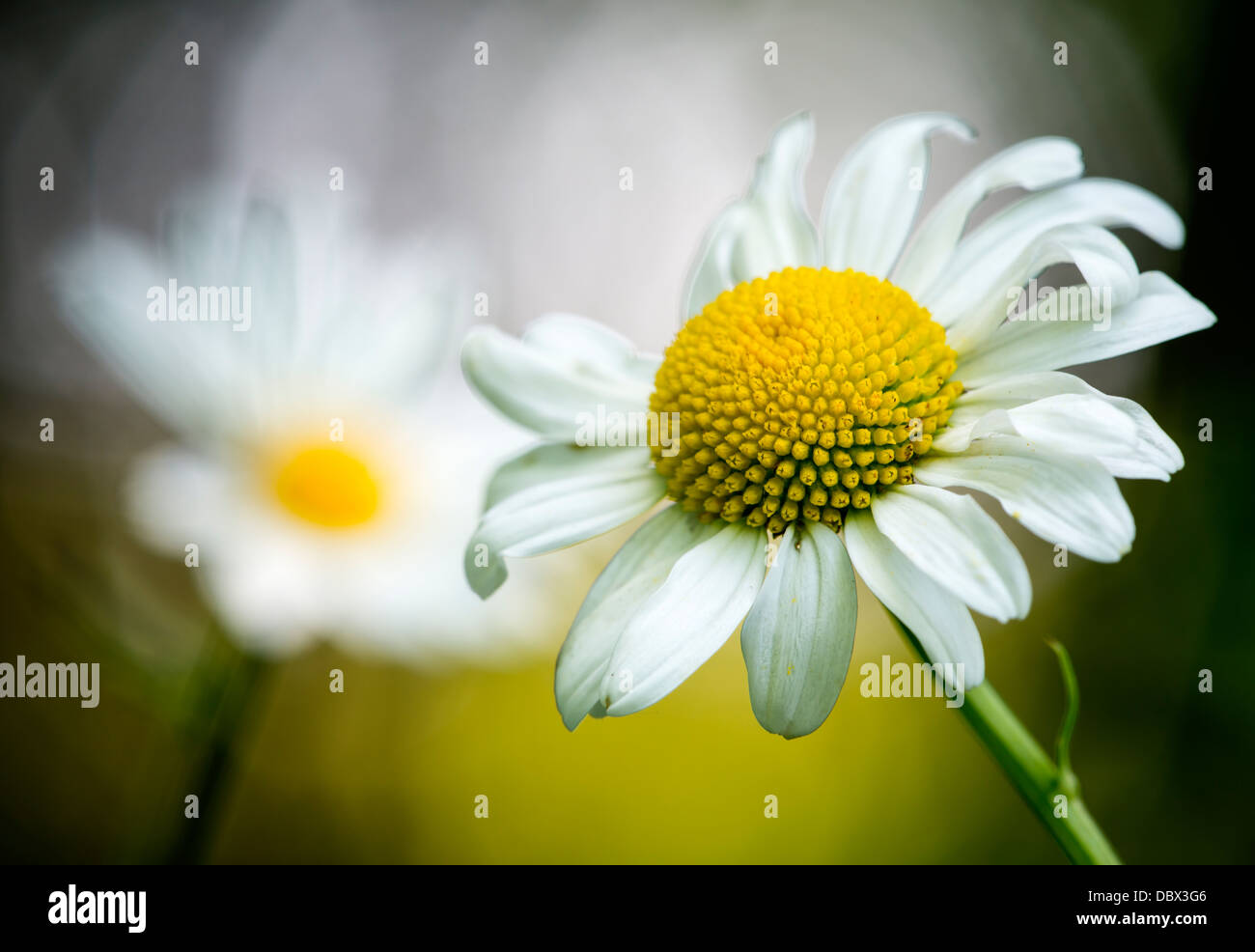 Ochsen-Auge-Margeriten (Leucanthemum Vulgare) Stockfoto