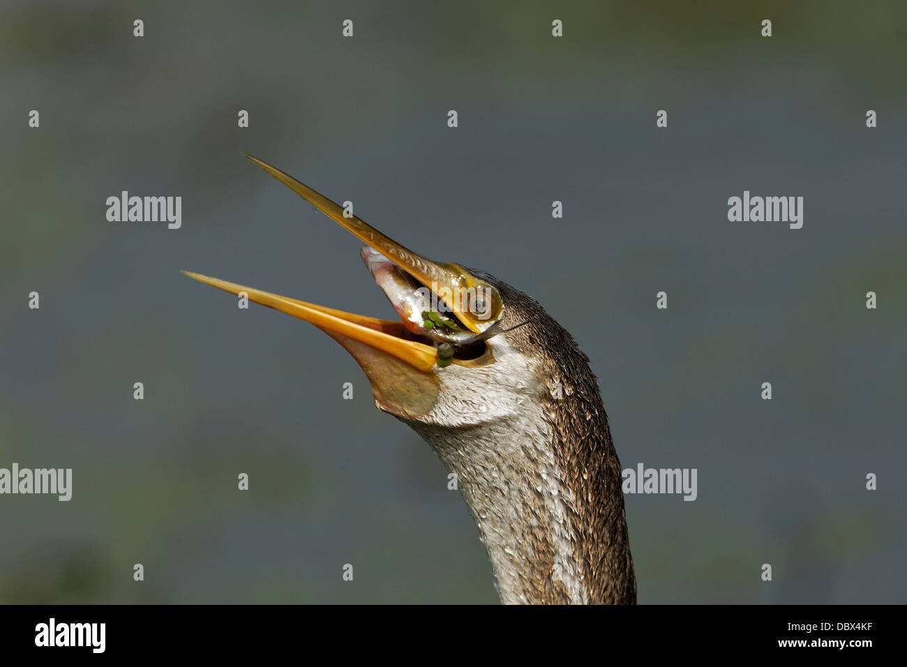 Darter (Schlange-Vogel) warf den Fisch in Bharatpur, Indien. (Anhinga Melanogaster) Stockfoto