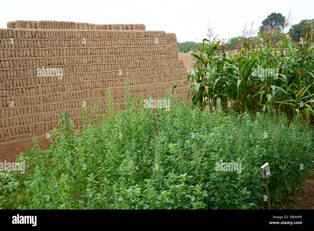 Die Überreste der Huaca Pucllana, eines antiken Tempels in Miraflores Bezirk von Lima in Peru. Stockfoto