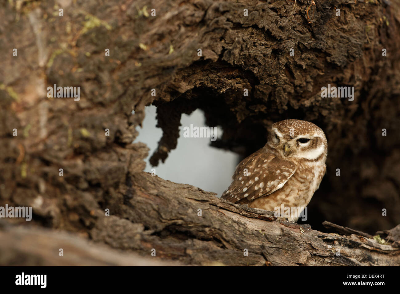Gefleckte Owlet (Athene Brama) Stockfoto