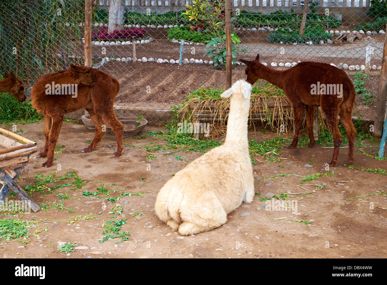 Lamas auf die Überreste der Huaca Pucllana, eines antiken Tempels in Miraflores Bezirk von Lima in Peru. Stockfoto