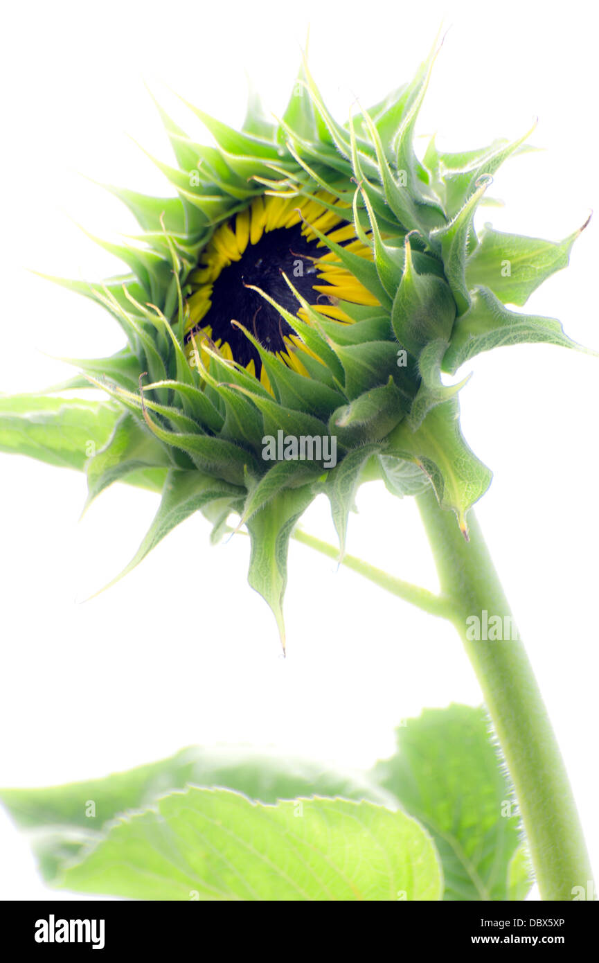 Sonnenblume Stockfoto