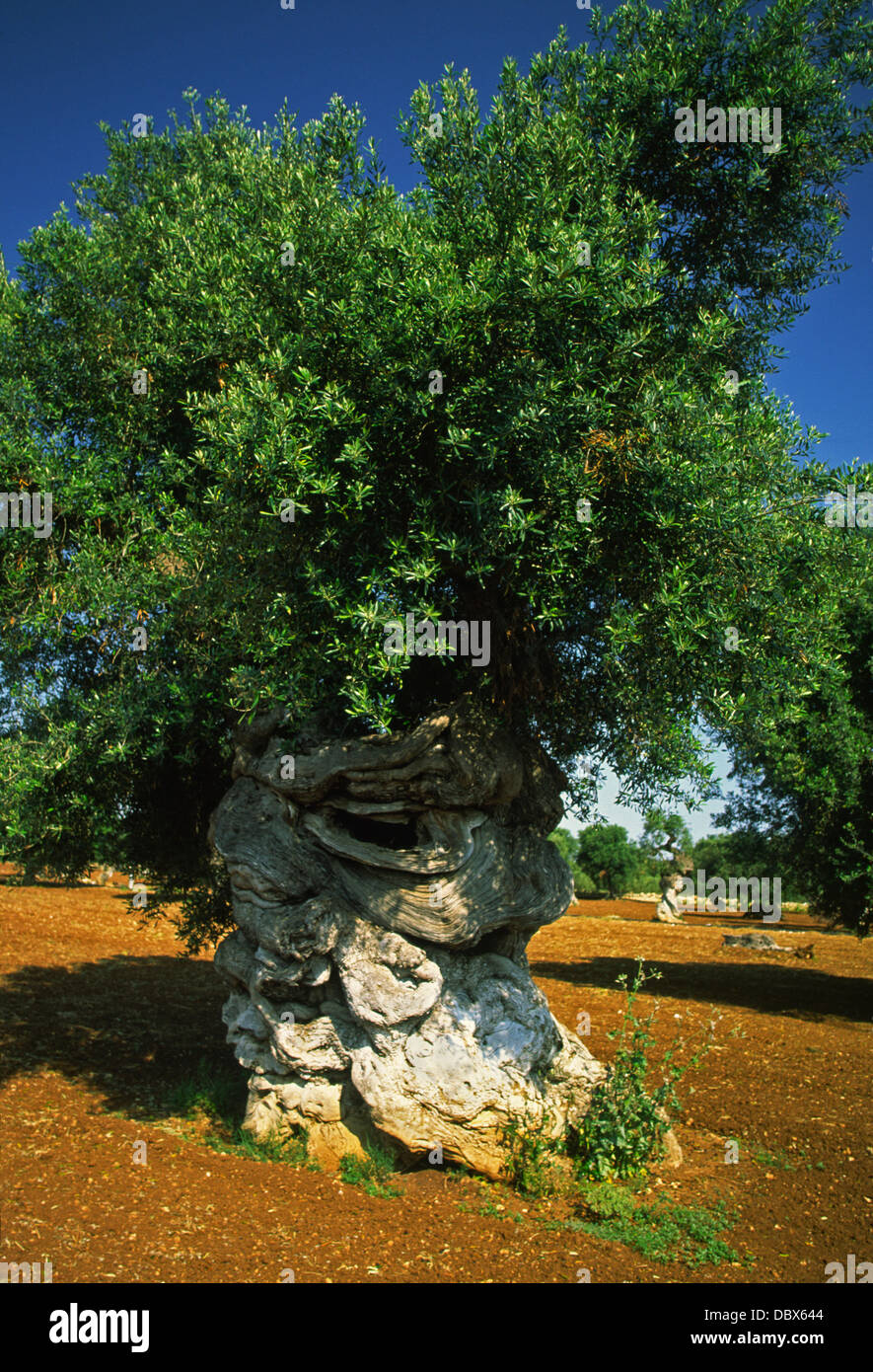 Riesigen uralten Olivenbaum in Apulien, Italien Stockfotografie - Alamy