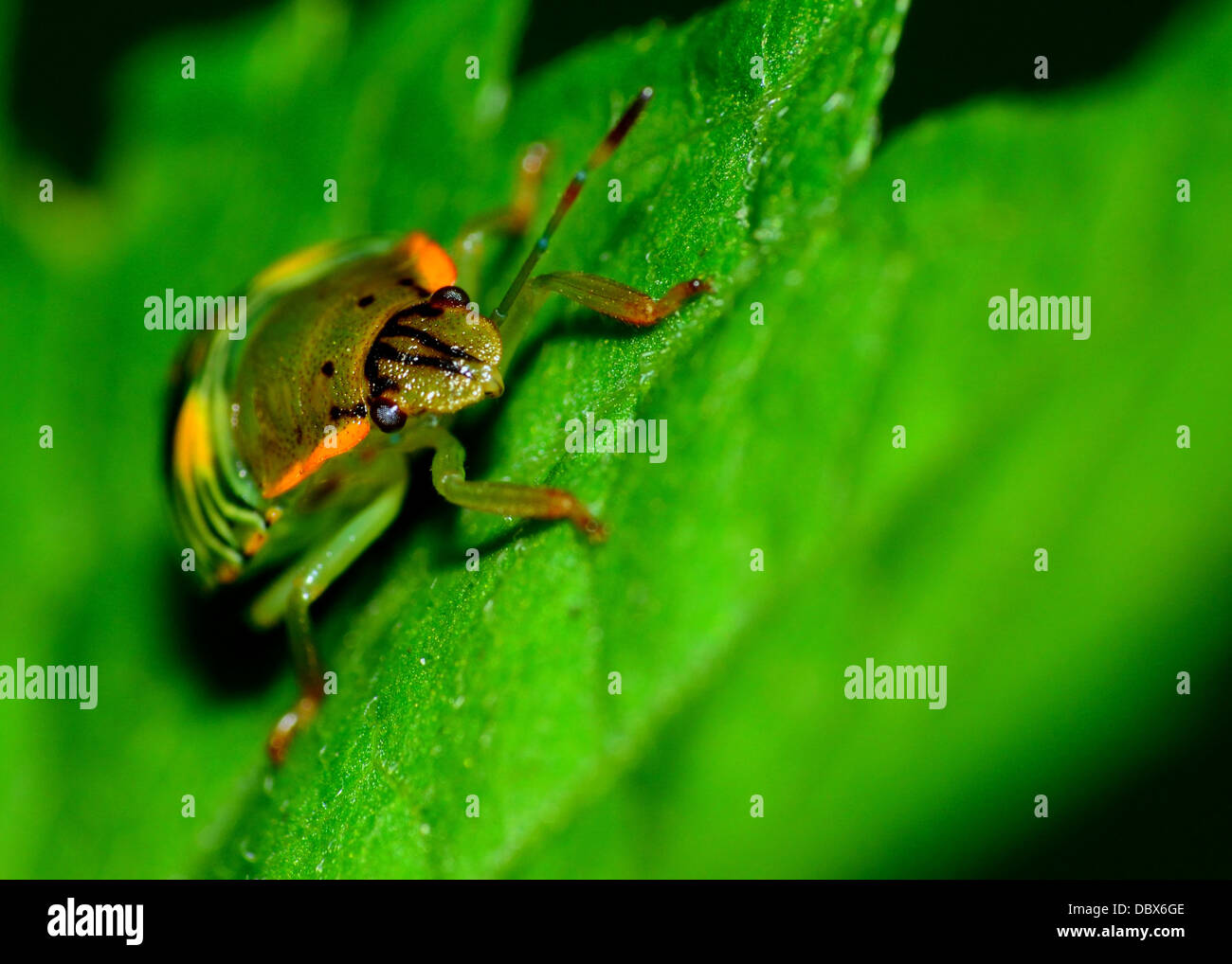 Ein Käfer thront auf einem Blatt der Pflanze. Stockfoto