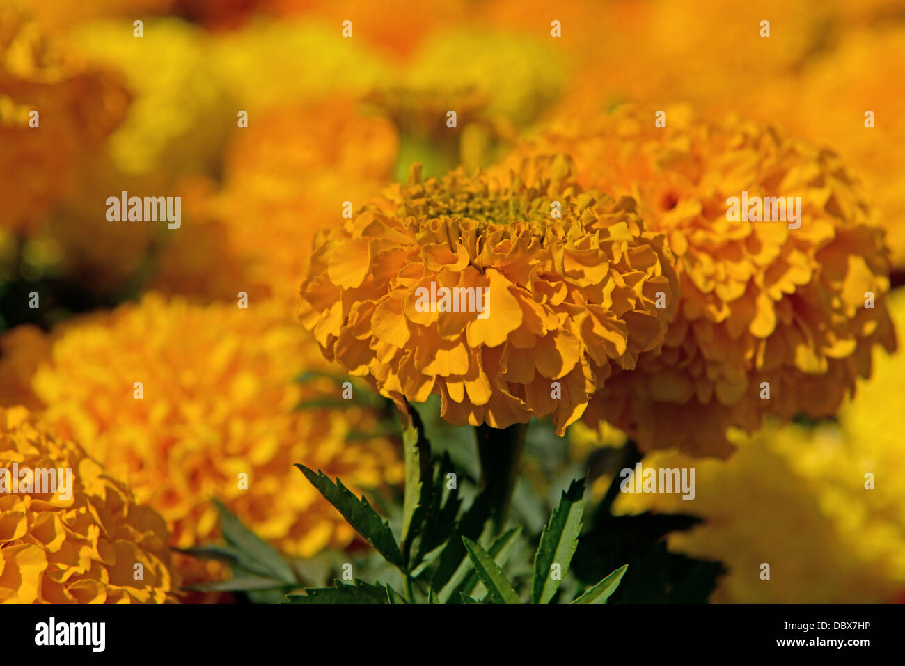 Orange Ringelblumen (Tagetes) Summer Uk Stockfoto