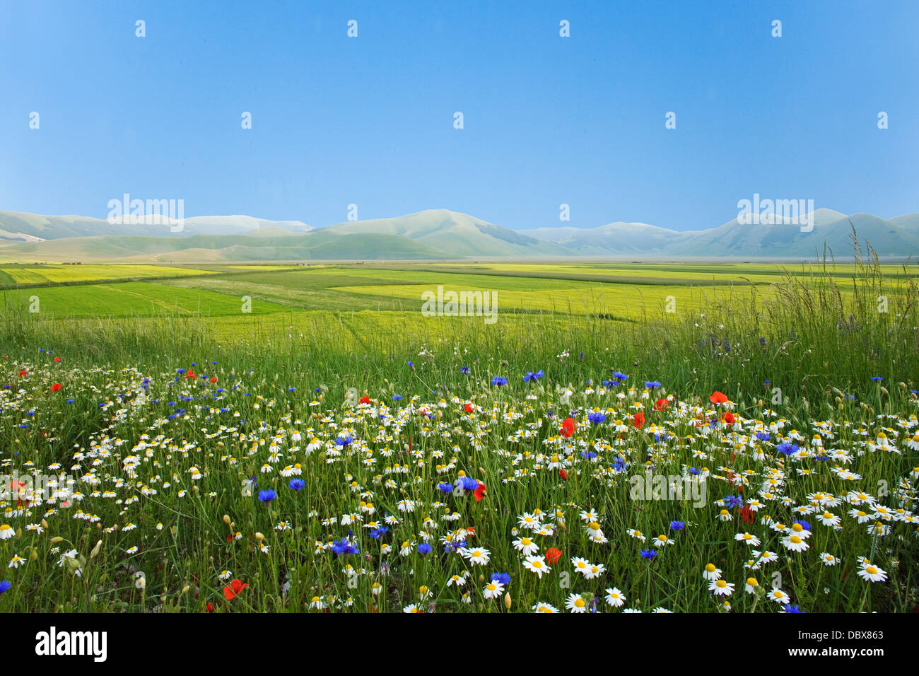 Piano Grande, Monti Sibillini - wilde Blumen - Italien Stockfoto