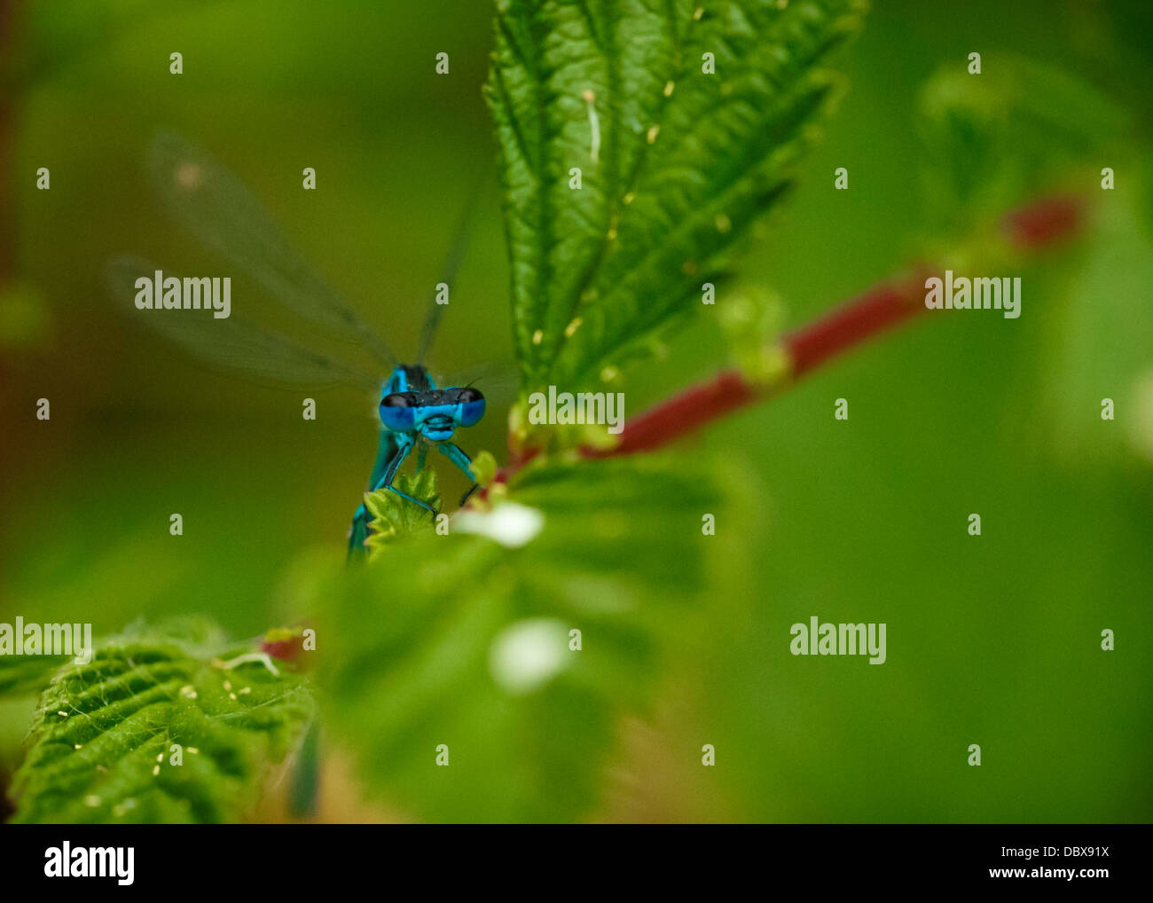 Insekten Augen-Blick auf die gemeinsamen Blue Damselfly Stockfoto