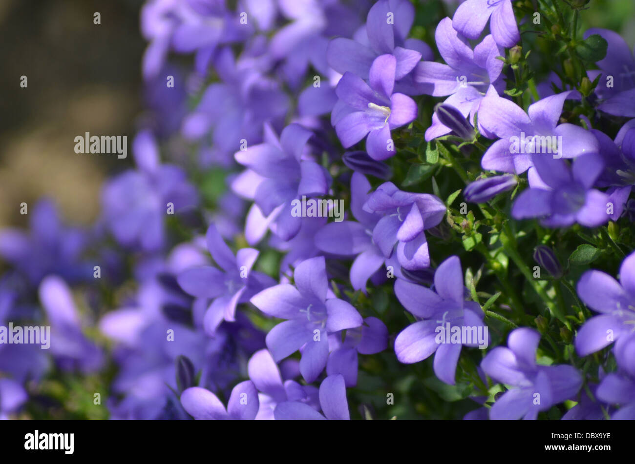 Bereich der lila Glockenblumen (Campanula) Stockfoto
