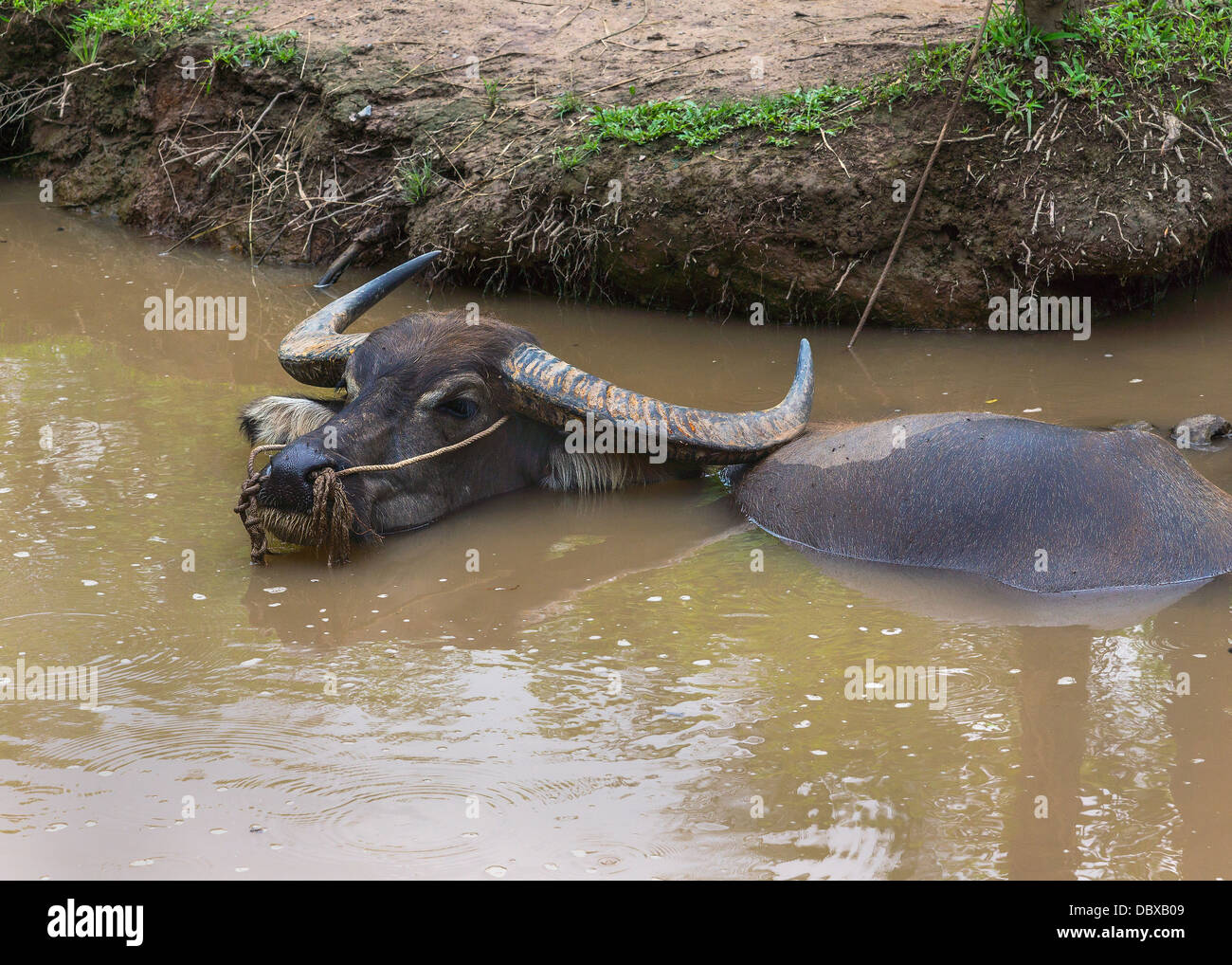 Getauchten Wasserbüffel steckt Kopf aus dem Wasser. Stockfoto