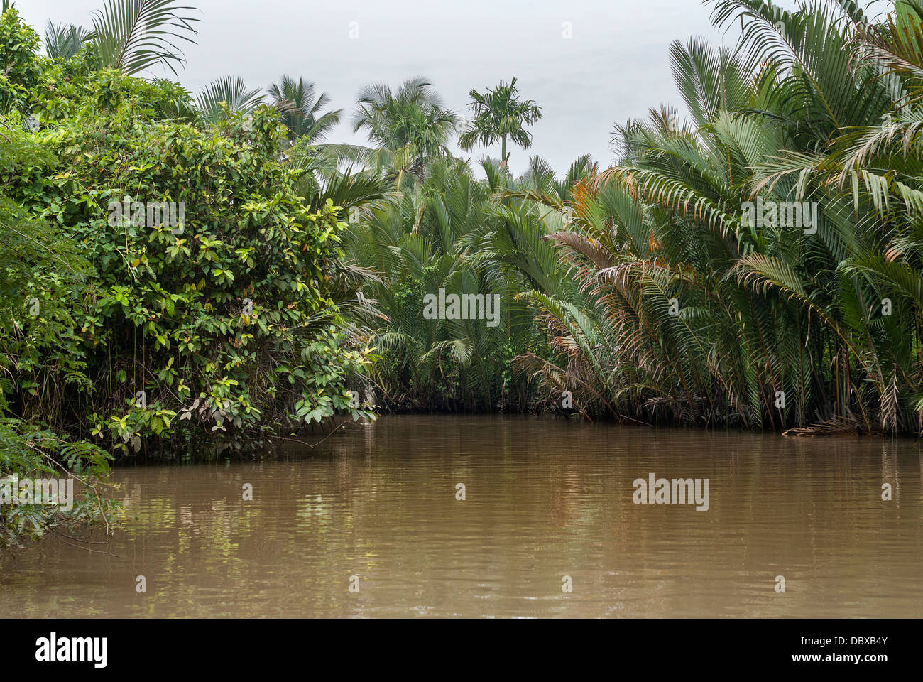 Der Dschungel überwächst die Kanäle des Mekong-Delta, Vietnam. Stockfoto