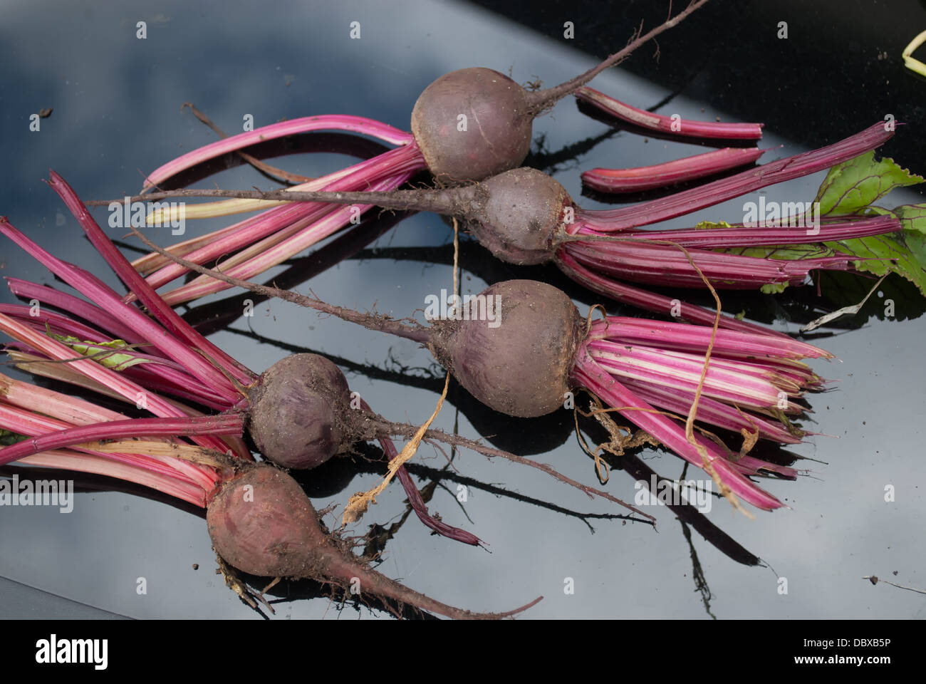 Baby rote Beete Stockfoto