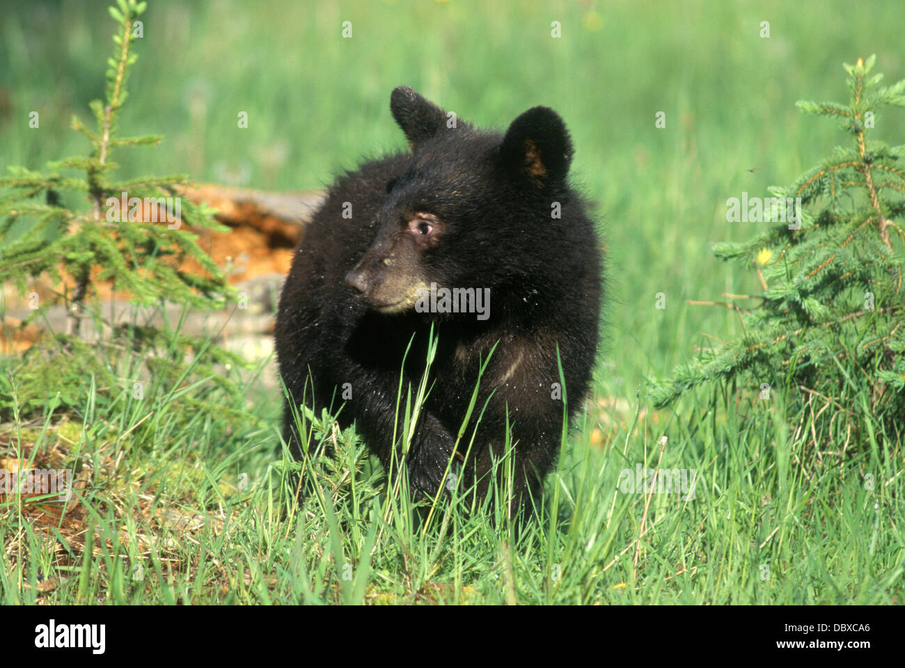 BLACK BEAR CUB IN Wiese Ursus americanus Stockfoto