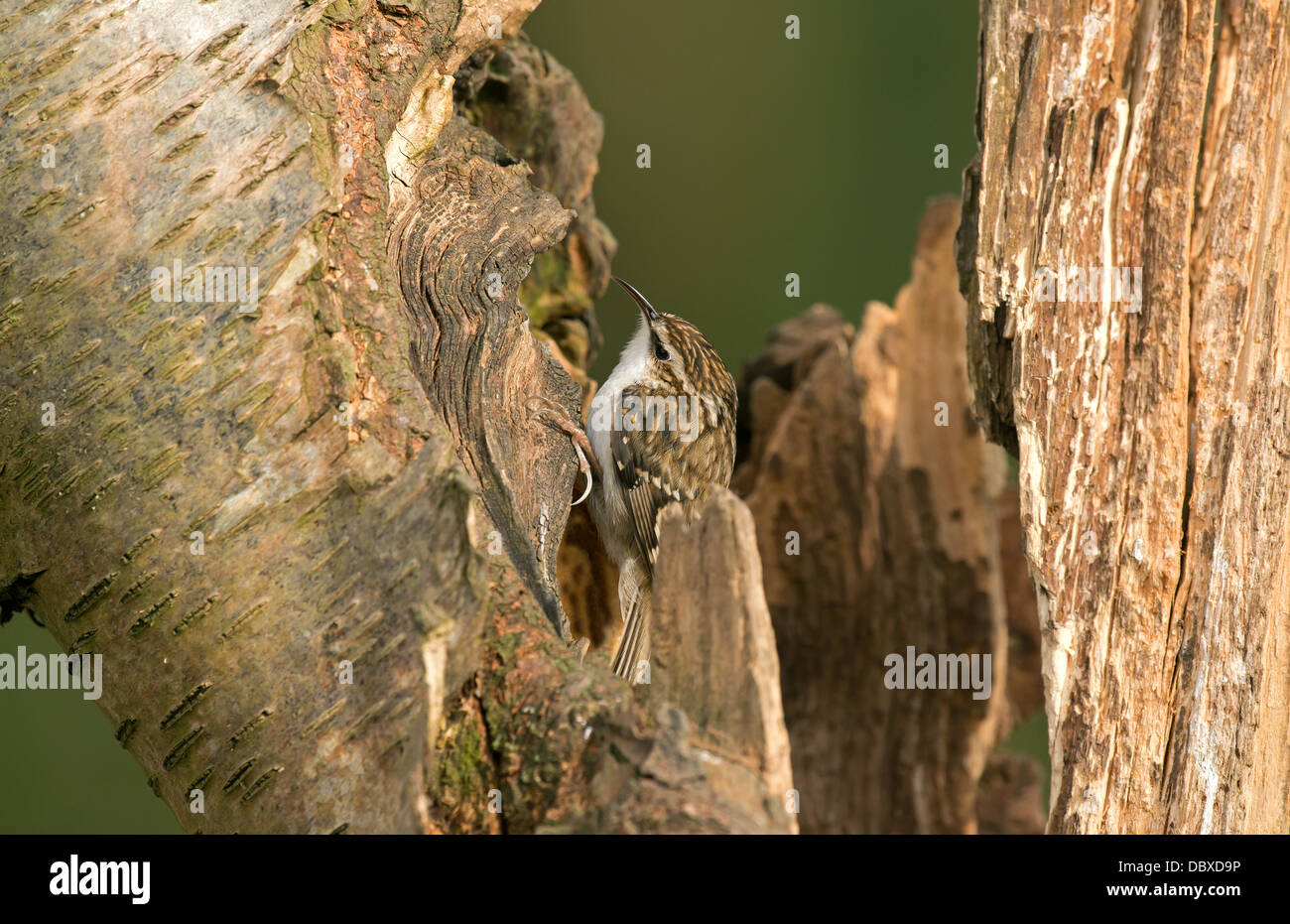 Treecreeper Stockfoto