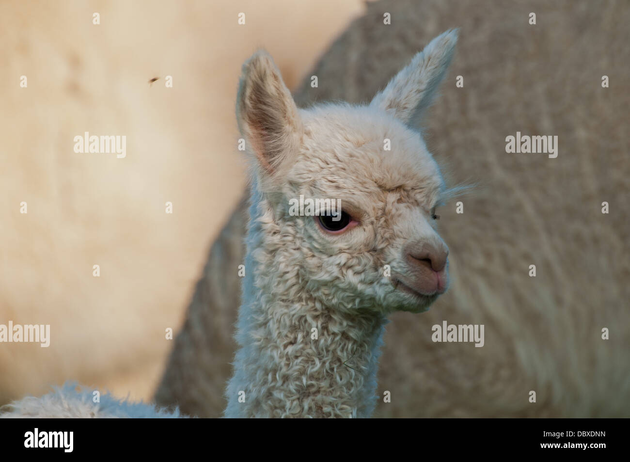 Baby al paca Stockfoto