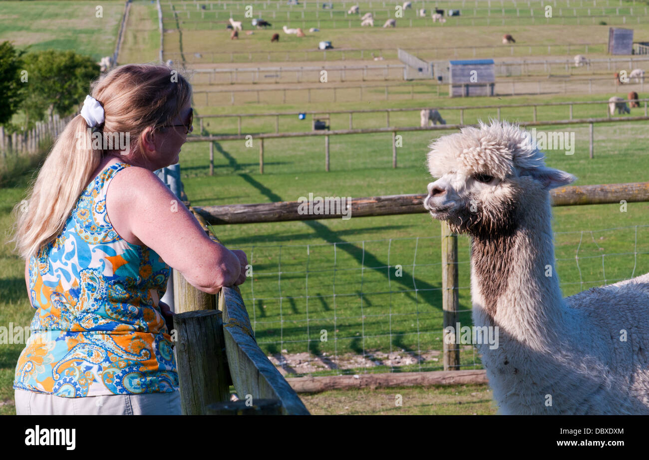 Verbindung mit al paca Stockfoto