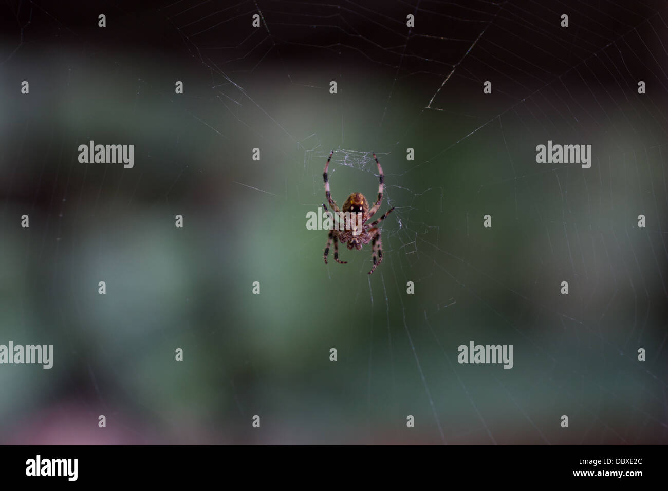 Labyrinth Orbweaver Spinne (Metepeira Labyrinthea) in der Mitte der