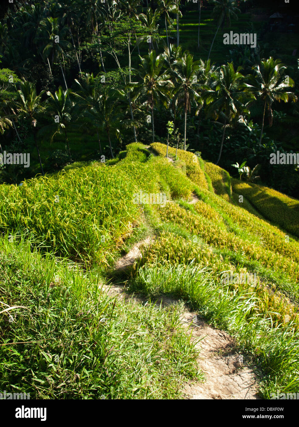 Blick von oben nach unten von Jatiluwih Reis-Terrassen in Insel Bali, Indonesien Stockfoto