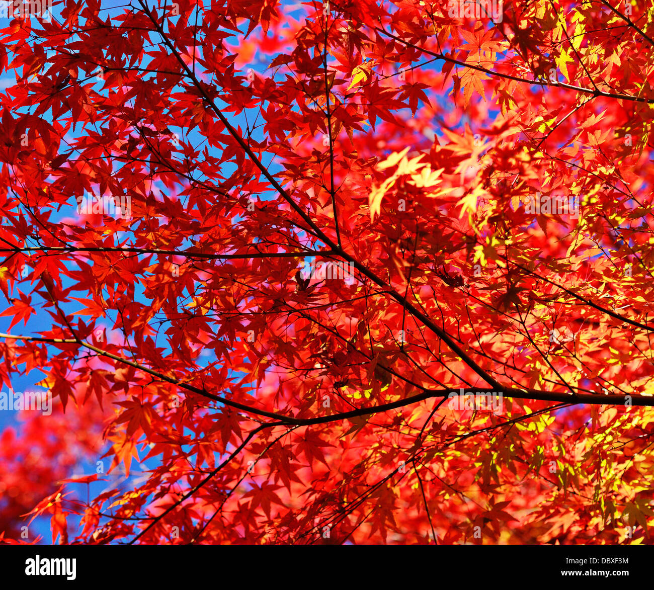 Herbstlaub Blätter und Zweige Stockfoto