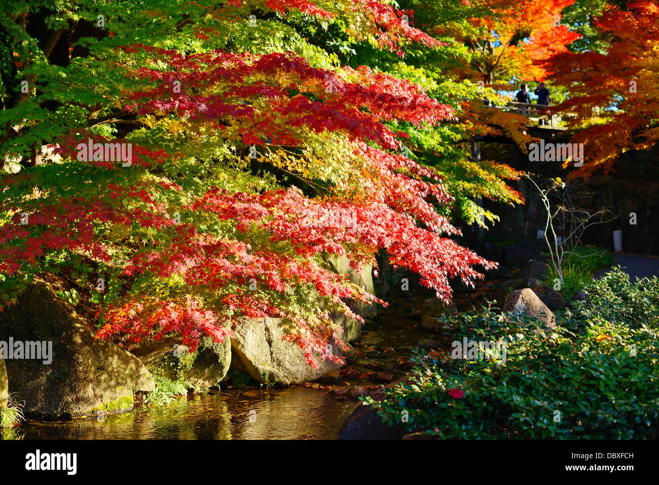 Herbstlaub am in Nagoya, Japan. Stockfoto