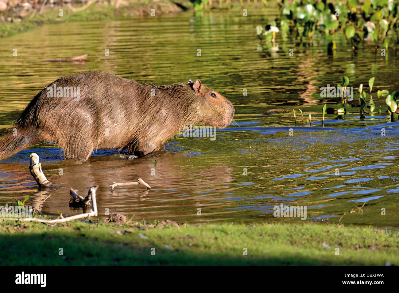 Brasilien, Pantanal: Wasserschwein (Hydrochoerus Hydrochaeris), die Eingabe in das Wasser Stockfoto