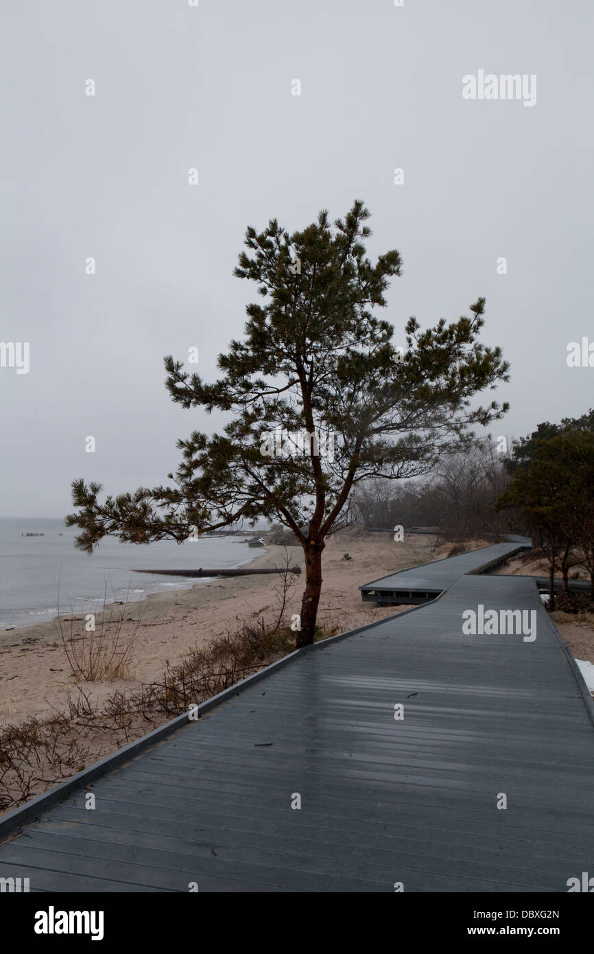 Hel, Baum, Polen, Meer, Strand Stockfoto