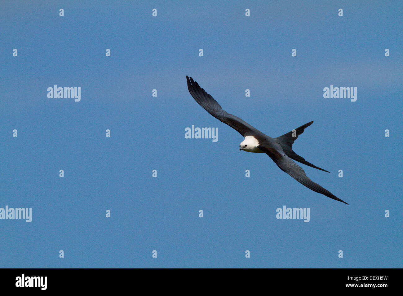 Swallow Tail Kite im Flug Stockfoto