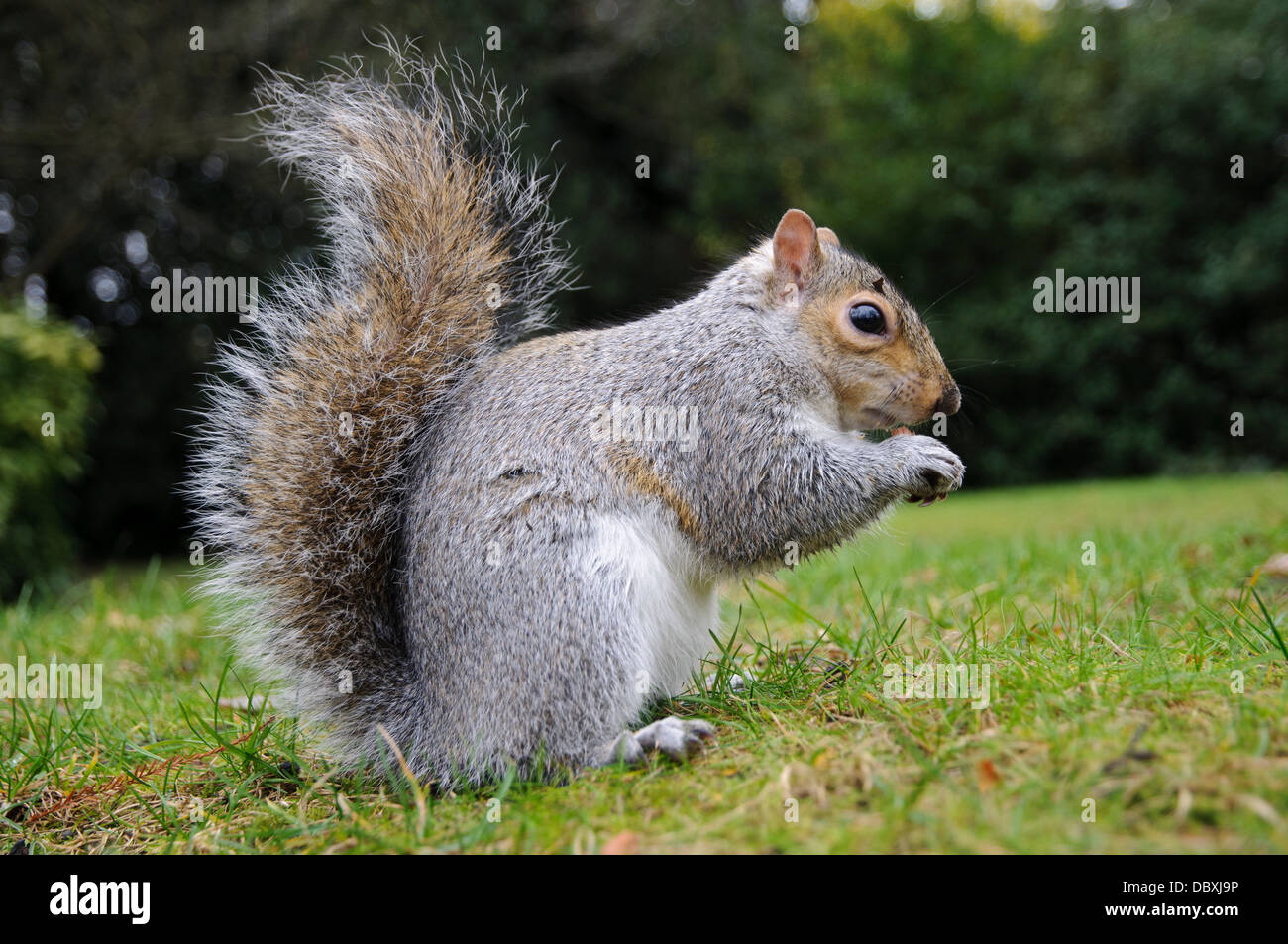 Ein graues Eichhörnchen (Sciurus Carolinensis) auf dem Rasen sitzen und Essen eine Nuss im Greenwich Park, London. Dezember. Stockfoto