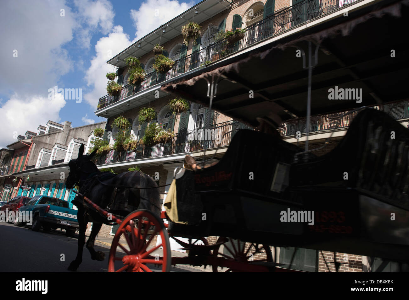 SIGHTSEEING TOUR PFERD WAGEN ROYAL STREET FRENCH QUARTER DOWNTOWN NEW ORLEANS LOUISIANA USA Stockfoto