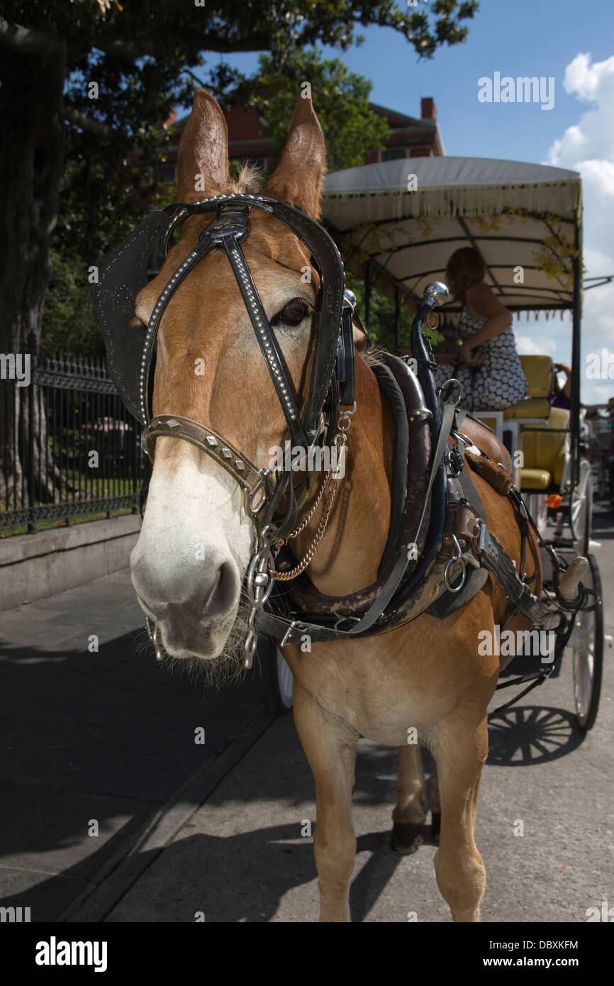 PFERDEKUTSCHE TOURISTISCHEN SIGHTSEEING WAGEN JACKSON SQUARE FRANZÖSISCHE VIERTEL DOWNTOWN NEW ORLEANS LOUISIANA USA Stockfoto