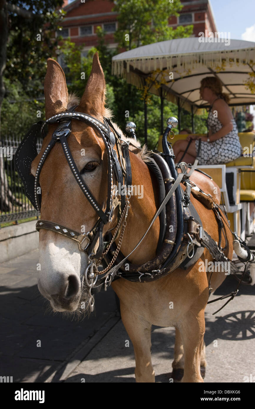 PFERDEKUTSCHE TOURISTISCHEN SIGHTSEEING WAGEN JACKSON SQUARE FRANZÖSISCHE VIERTEL DOWNTOWN NEW ORLEANS LOUISIANA USA Stockfoto