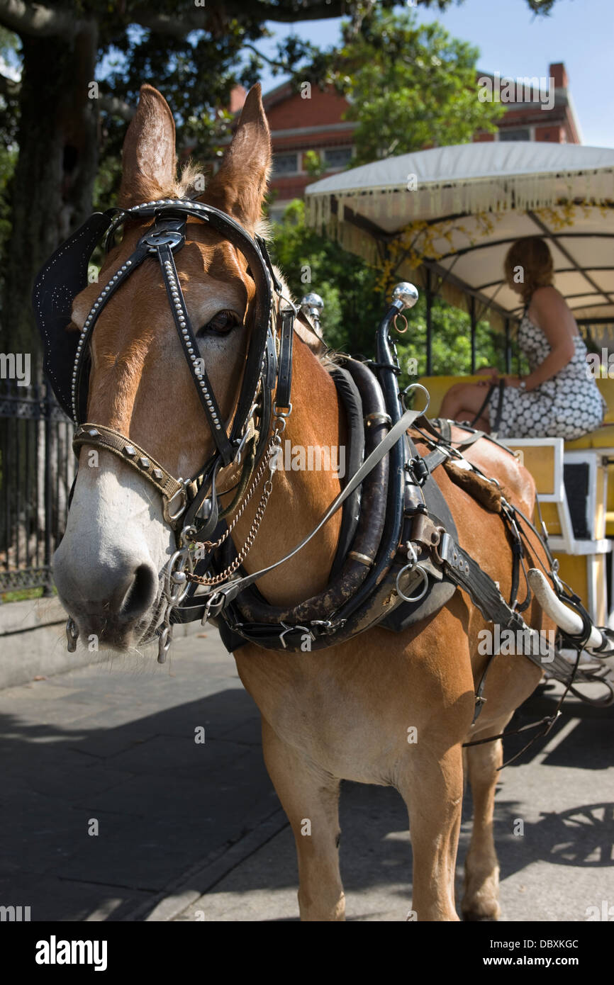 PFERDEKUTSCHE TOURISTISCHEN SIGHTSEEING WAGEN JACKSON SQUARE FRANZÖSISCHE VIERTEL DOWNTOWN NEW ORLEANS LOUISIANA USA Stockfoto