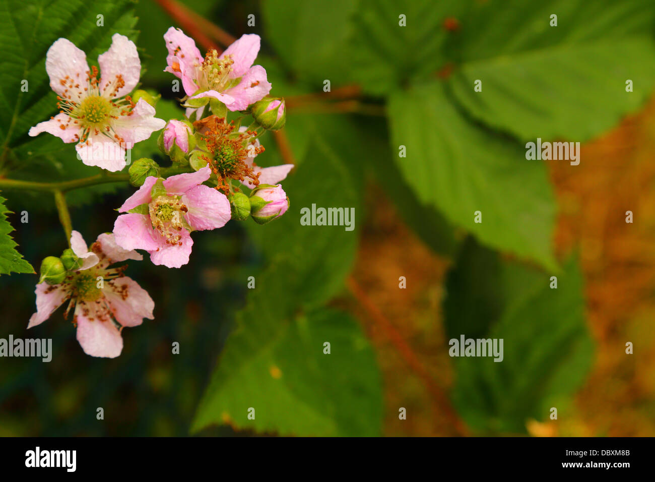 Blackberry Blumen nach dem Regen - Rubus Fruticosus - kein Verkauf auf Alamy oder anderswo nass Stockfoto