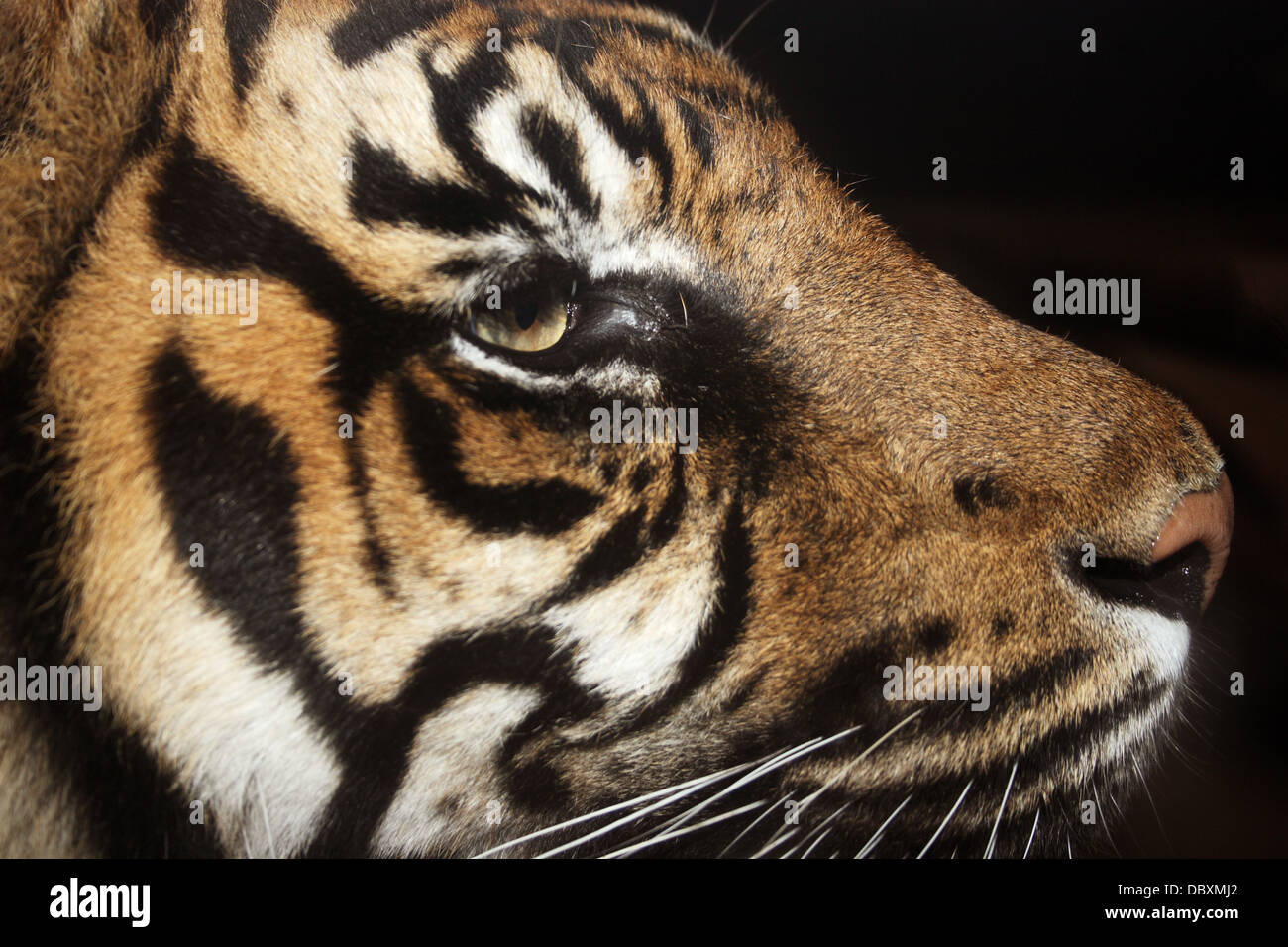 Nahaufnahme von einem Tiger-Gesicht Stockfoto