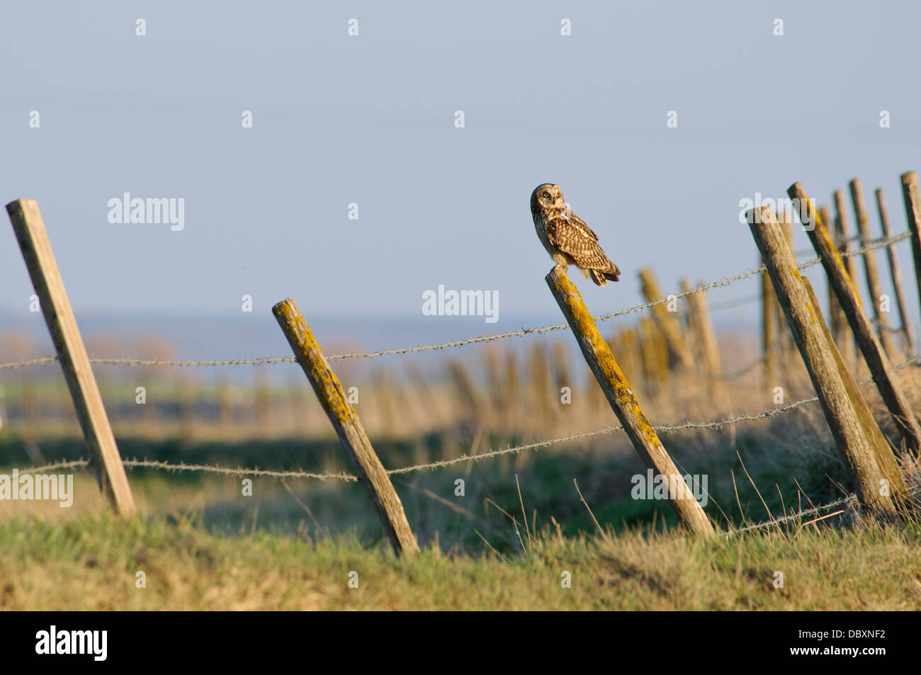 Ein Erwachsener Sumpfohreule (Asio Flammeus) thront auf einem Flechten En-Kruste Zaunpfosten in der Nähe der Raptor Aussichtspunkt bei Capel-Flotte Stockfoto