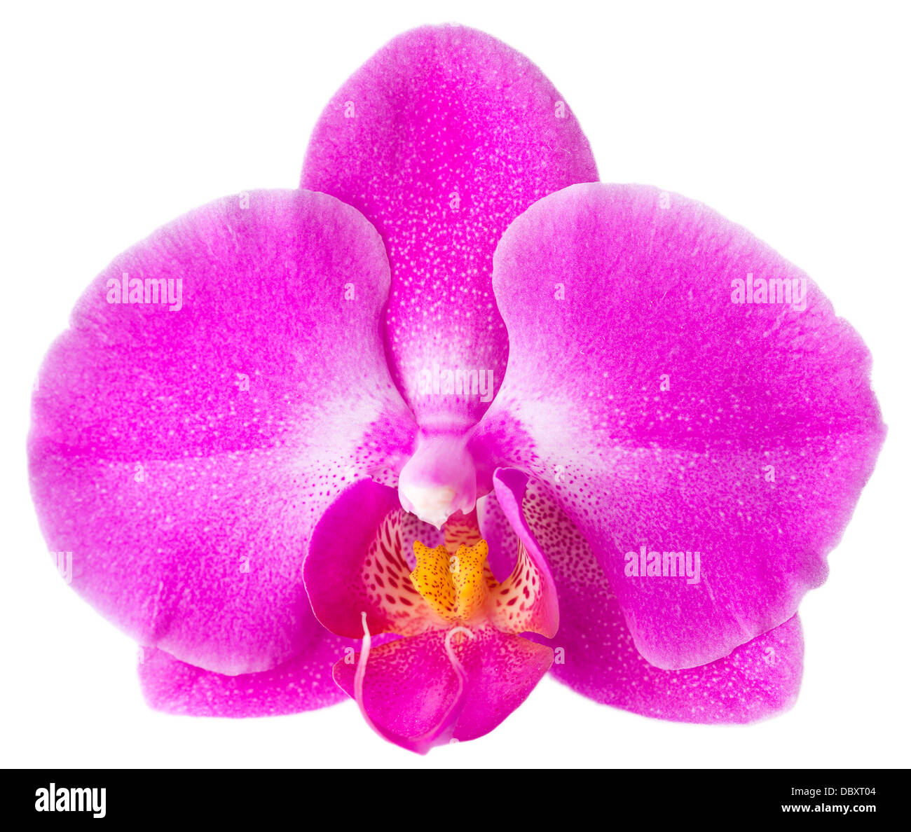 rosa Blume Orchidee auf weißem Hintergrund Stockfoto