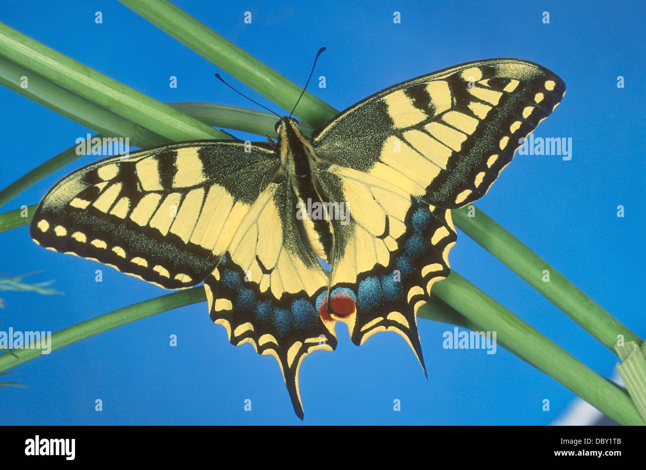 Der Schwalbenschwanz ist dem Vereinigten Königreich größten einheimischen Schmetterling, und auch ist eines der seltensten. Papilio Machaon. Stockfoto