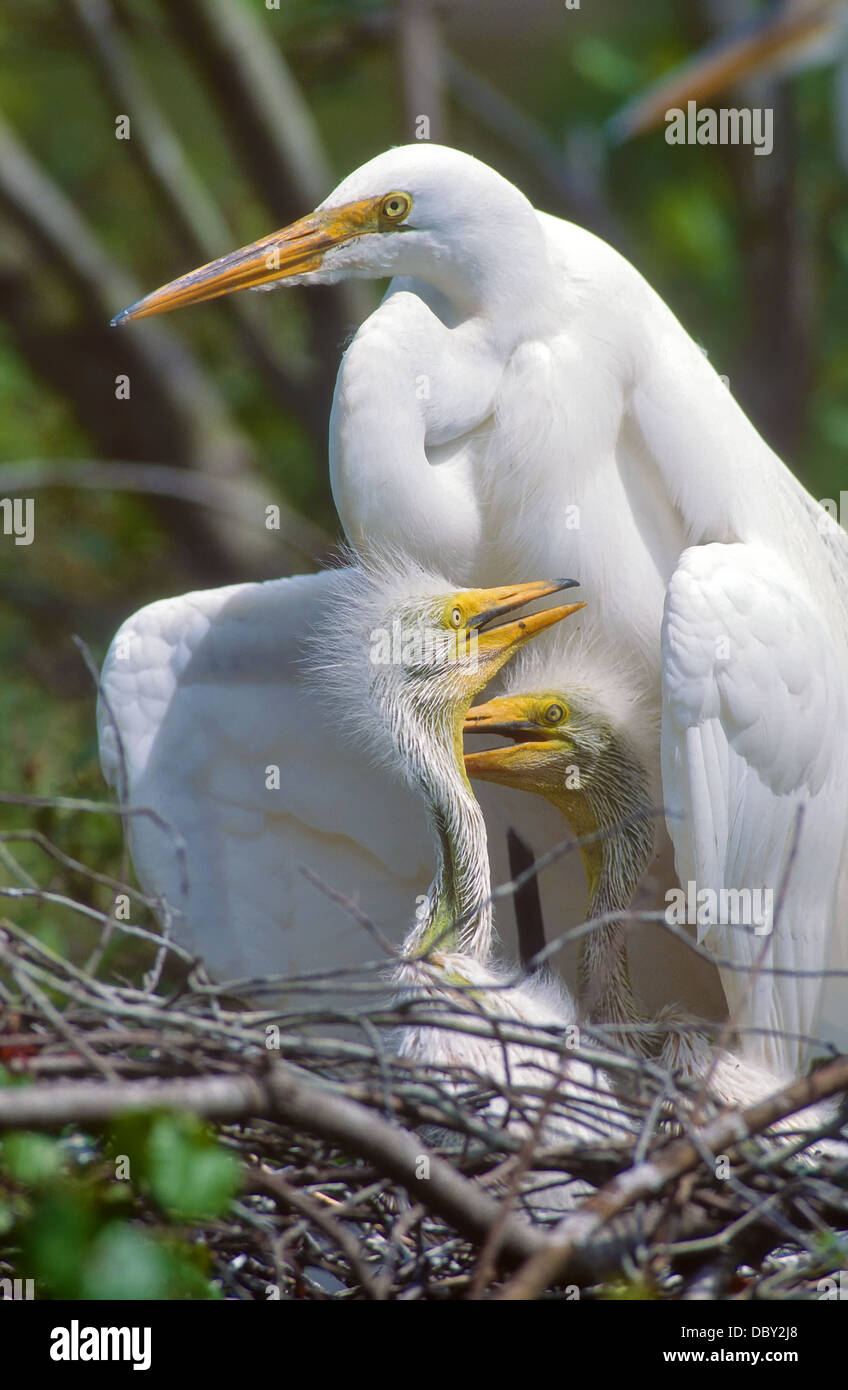 Große weiße Reiher an seinem Nest mit zwei Babys. Die Vogelmutter nutzt ihre Flügel, um, erfolglos, die jungen zu schützen. Stockfoto