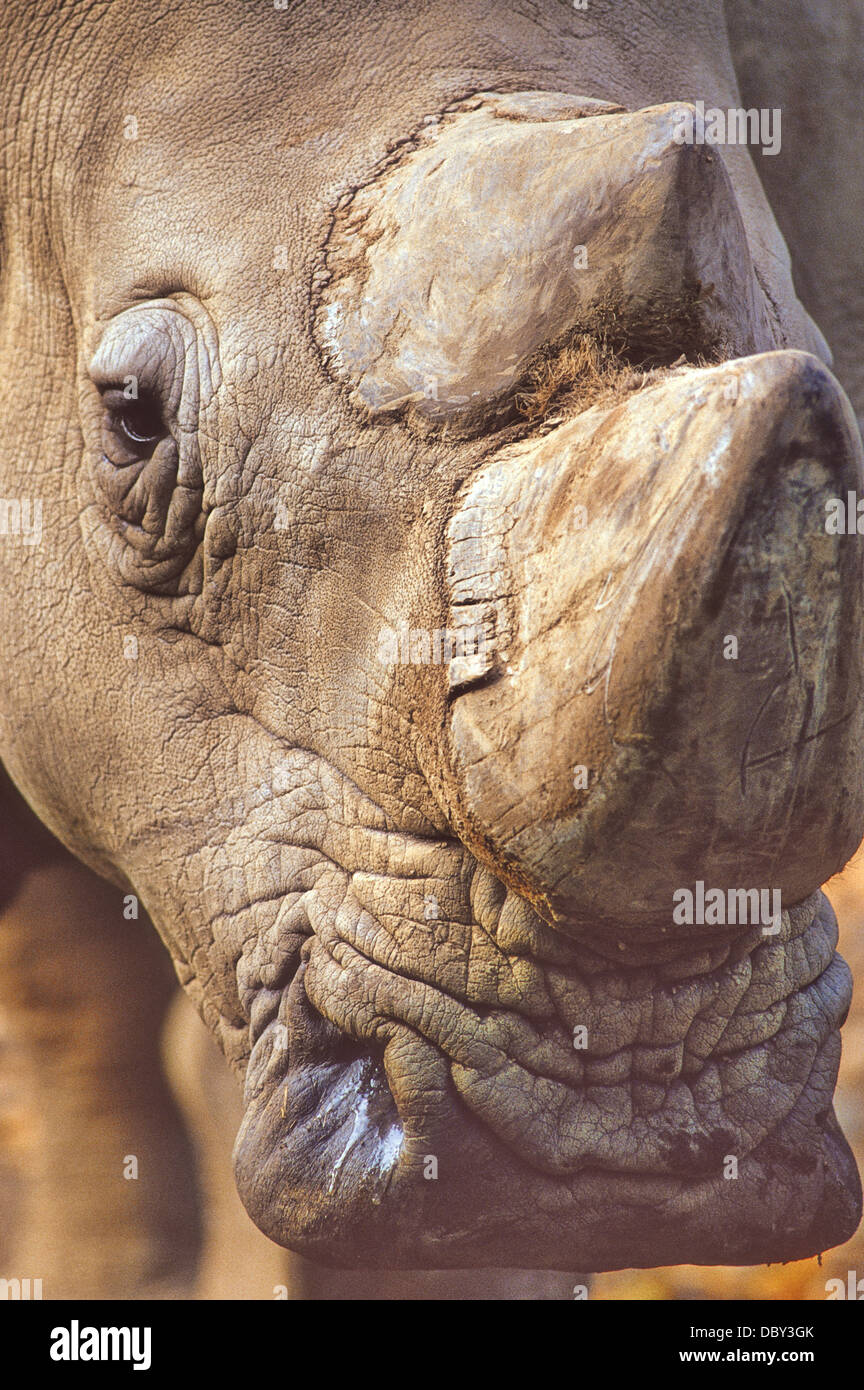 Größten und die meisten zahlreiche Nashorn, das Breitmaulnashorn Rivalen das Nilpferd als das größte Landtier nach Elefanten. Stockfoto