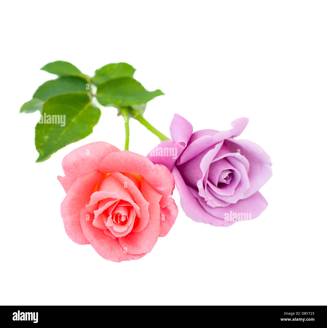 Rosa und blaue Rosen sind auf einem weißen Hintergrund Stockfoto