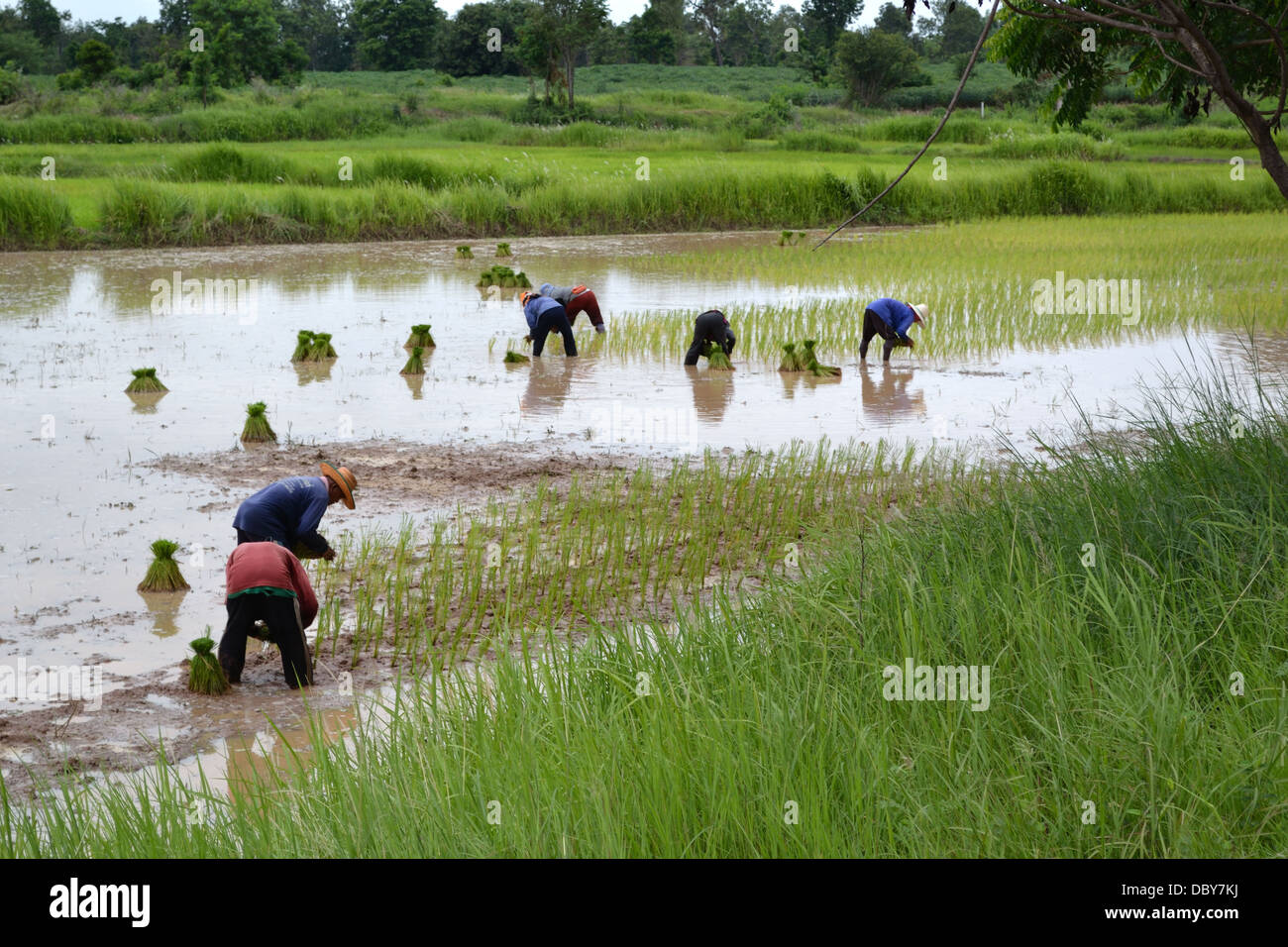 Reis-Landarbeiter im Reisfeld Pflanzung junge Reispflanzen. Stockfoto