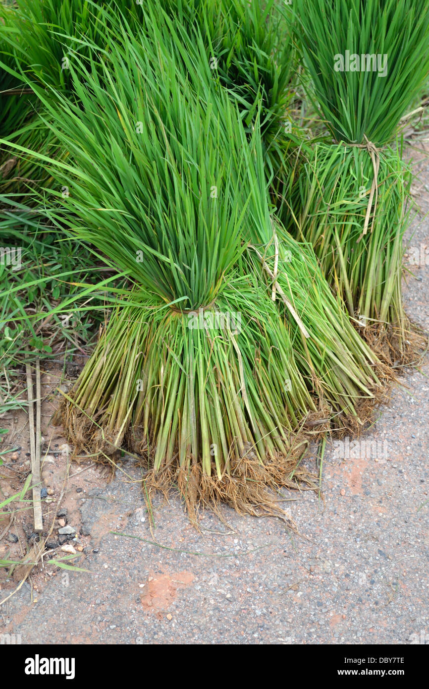 Bündel von junge Reispflanze am Straßenrand Stockfoto