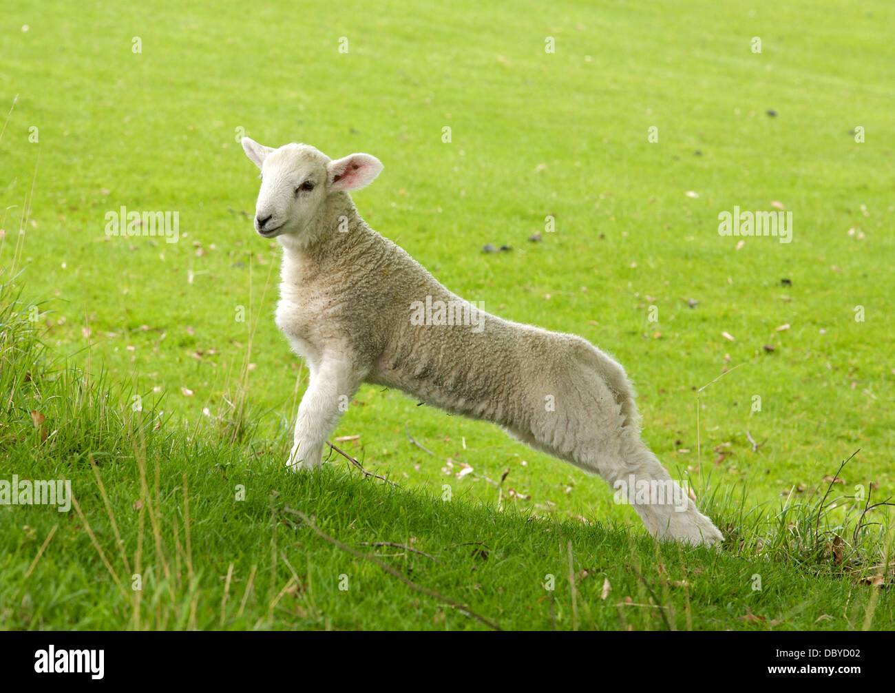 Ein weißes Lamm erstreckt sich auf einer Wiese Stockfoto