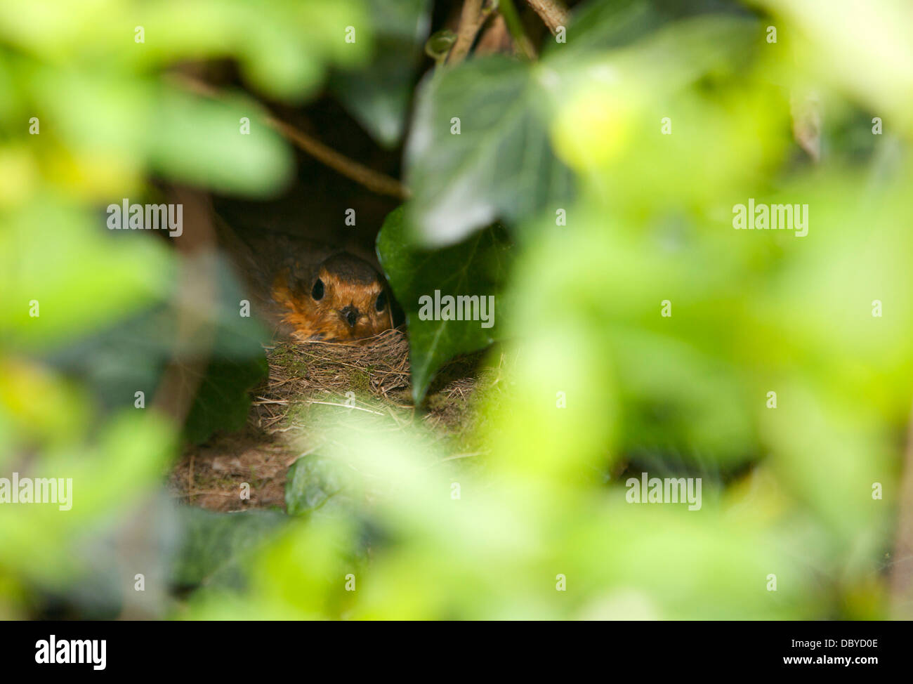 Ein Rotkehlchen sitzt auf ihren Eiern in ihr Nest versteckt im Efeu Stockfoto