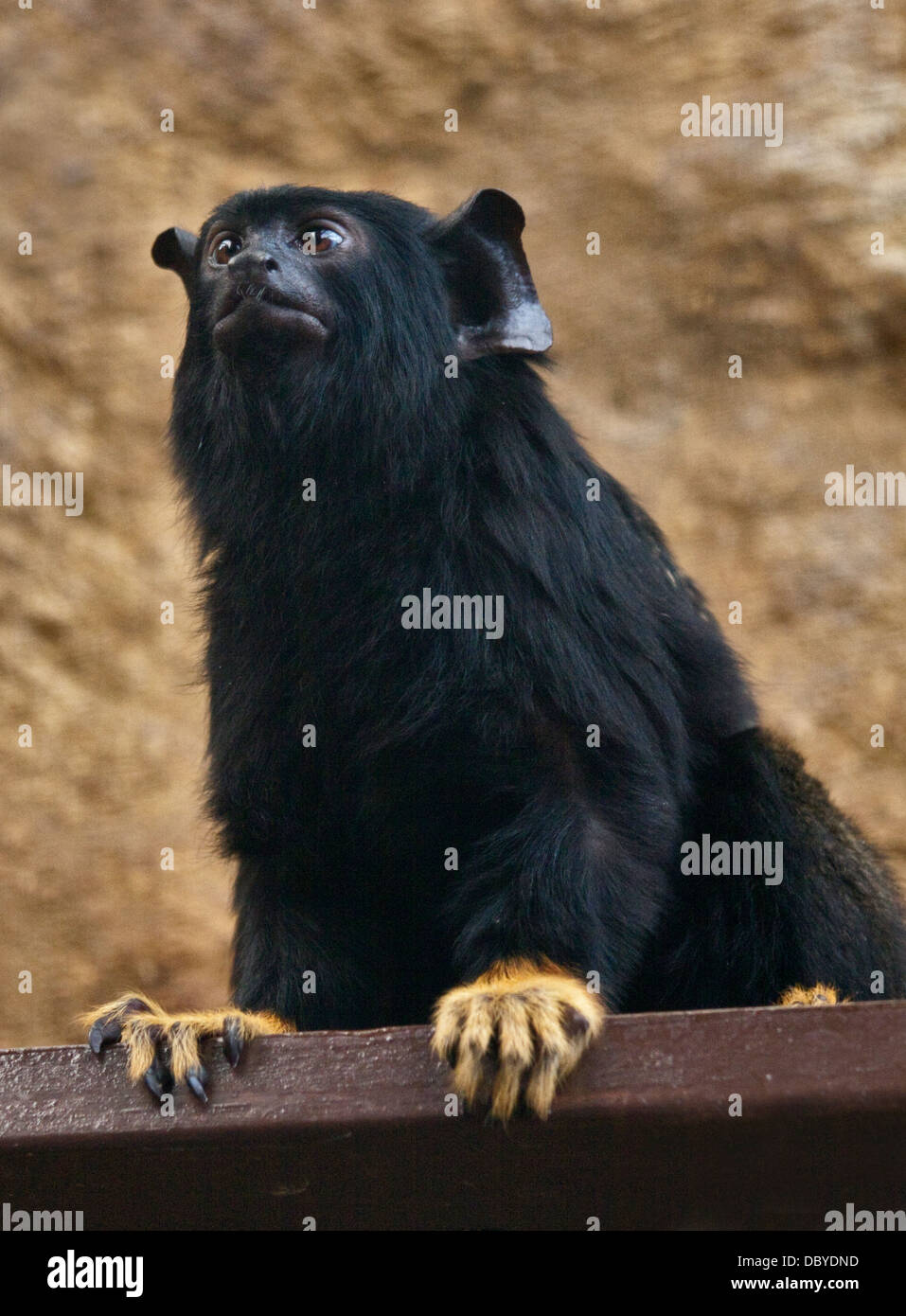 Red Handed Tamarin (Saguinus Midas) Stockfoto