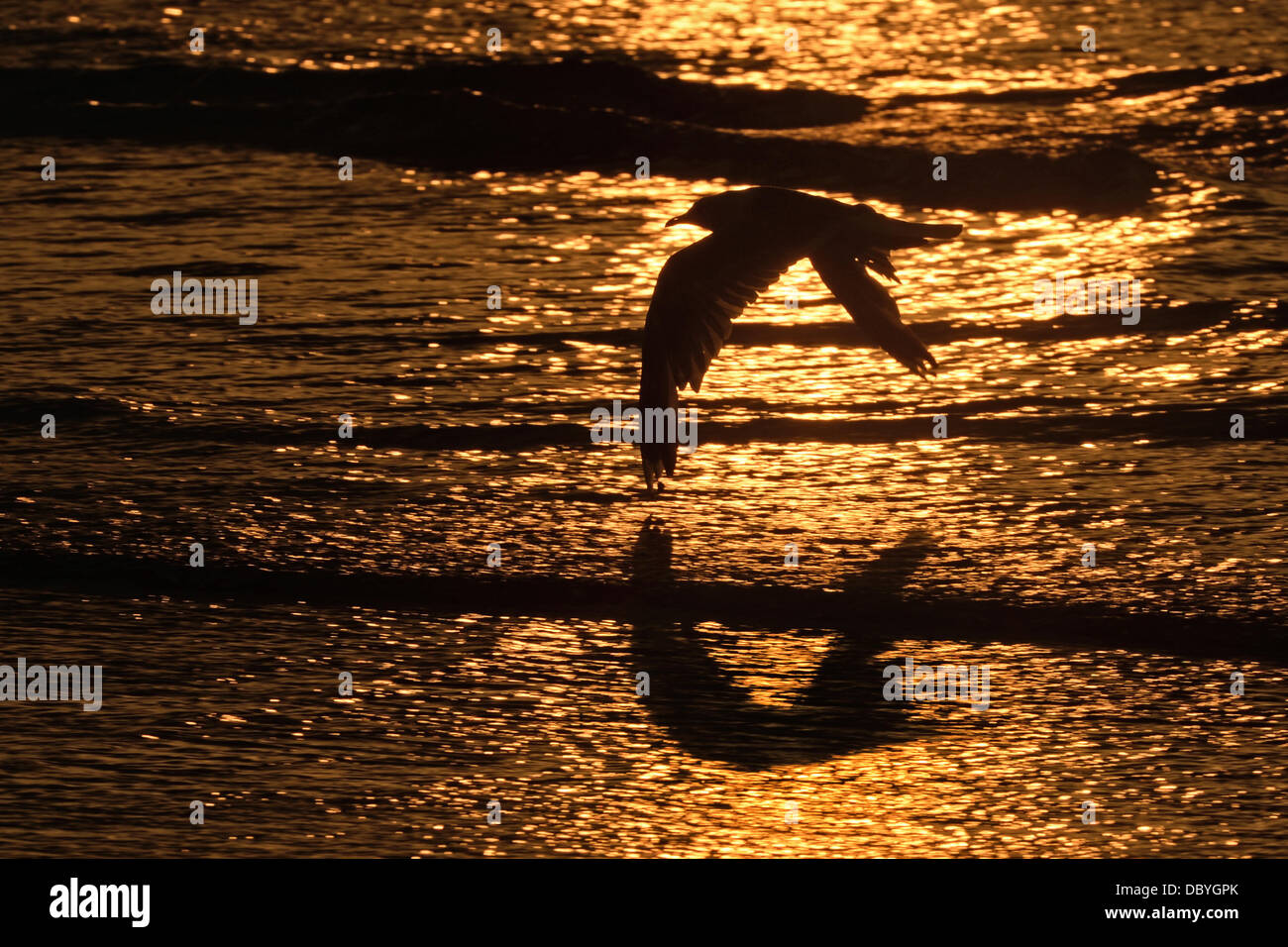 Eine Möwe fliegt am Strand entlang, während die Sonne in den Hintergrund, in De Panne, Belgien, 2. August 2013 untergeht. Foto: Felix Kaestle (UNTERBELICHTETES Bild) Stockfoto